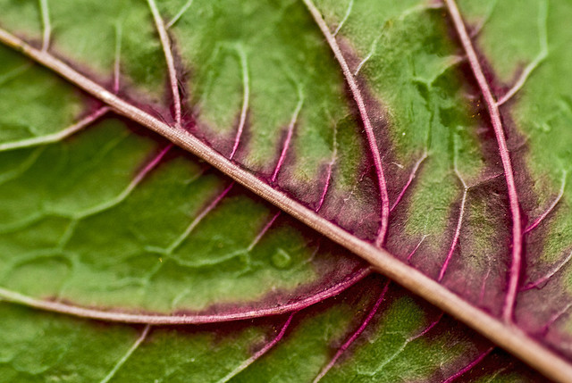 Kết quả hình ảnh cho spinach leaf