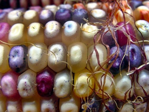 Giống Bắp có hạt nhiều màu