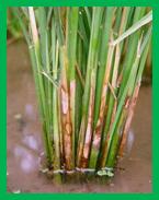 Description: Kết quả hình ảnh cho rice sheath blight
