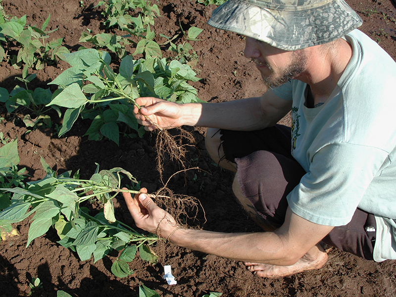 Description: researcher holding soybean plants