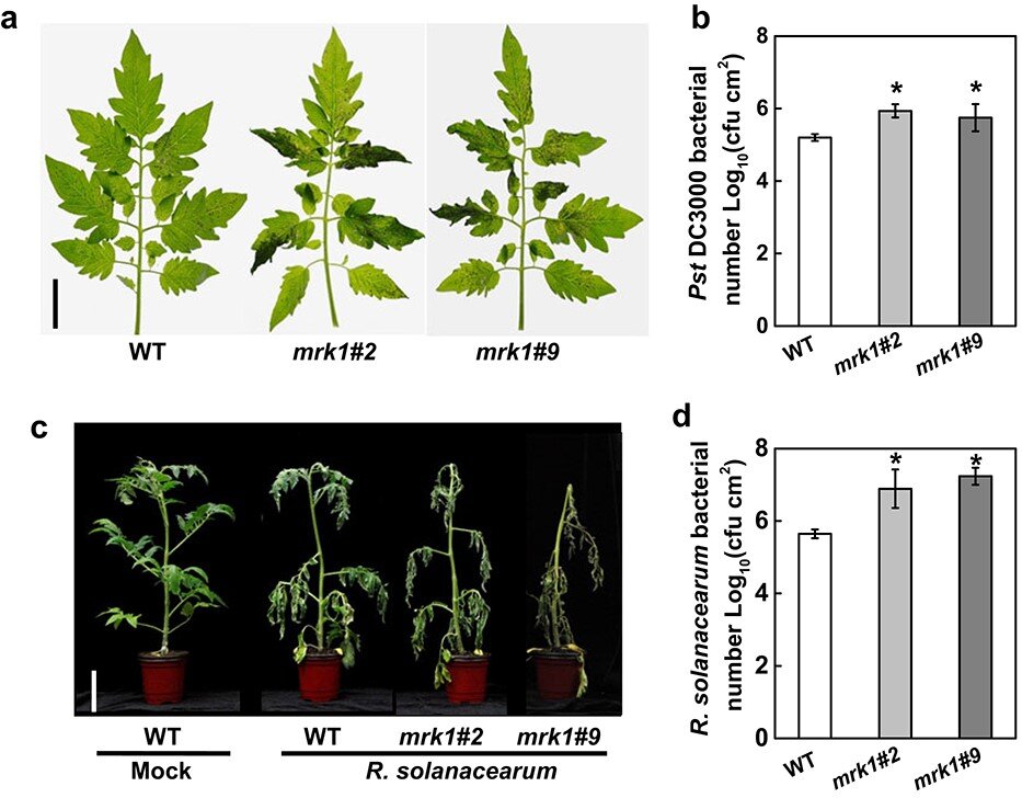 The novel leucine-rich repeat receptor-like kinase MRK1 regulates resistance to multiple stresses in tomato