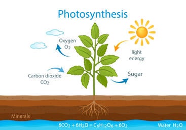 Description: Photosynthesis illustration