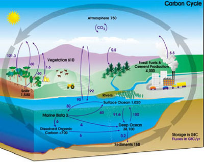 carbon cycle.jpg