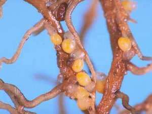 Description: Kết quả hình ảnh cho soybean cyst nematode