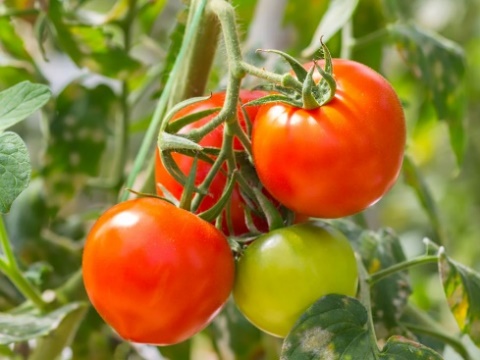 Description: Is a Tomato a Fruit or a Vegetable? | Britannica