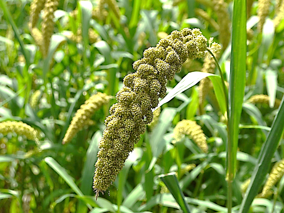 Description: Foxtail millet - Wikipedia