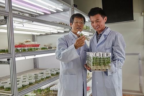 Dr. Kwak Sang-soo (left) and his advisee check the growth of genetically-modified poplar with a tolerance for environmental stress.