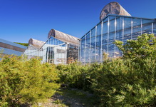 http://www.isaaa.org/kc/cropbiotechupdate/files/images/2015-03-04-greenhouse.jpg