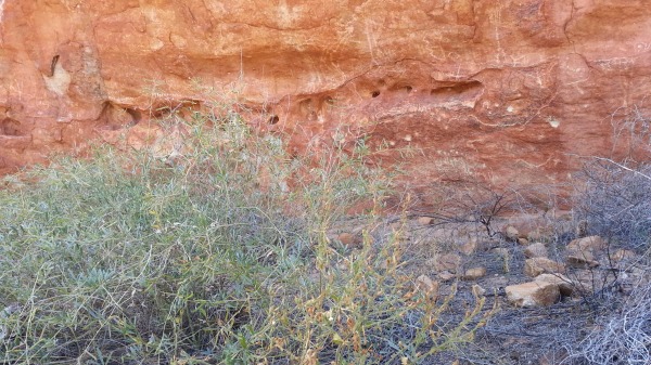 Nicotiana growing next to ancient Aboriginal petroglyphs on a mountainside in the northern interior of Western Australia.