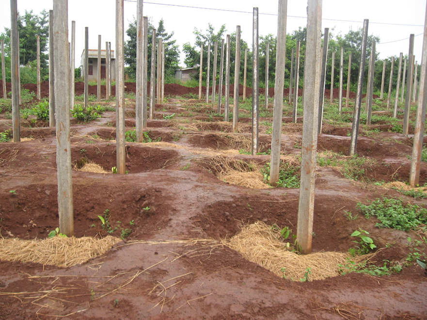 Đất trồng hồ tiêu | Vien Khoa Hoc Ky Thuat Nong Nghiep Mien Nam