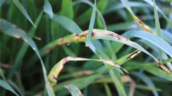 Barley leaves showing symptoms of net form of net blotch, caused by the fungal pathogen Pyrenophora teres f. teres.