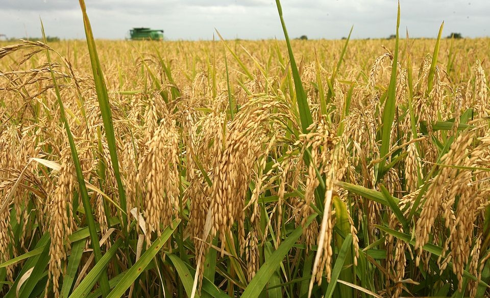Giá lúa gạo hôm nay 9/9: Giá lúa tăng, thị trường bớt trầm lắng