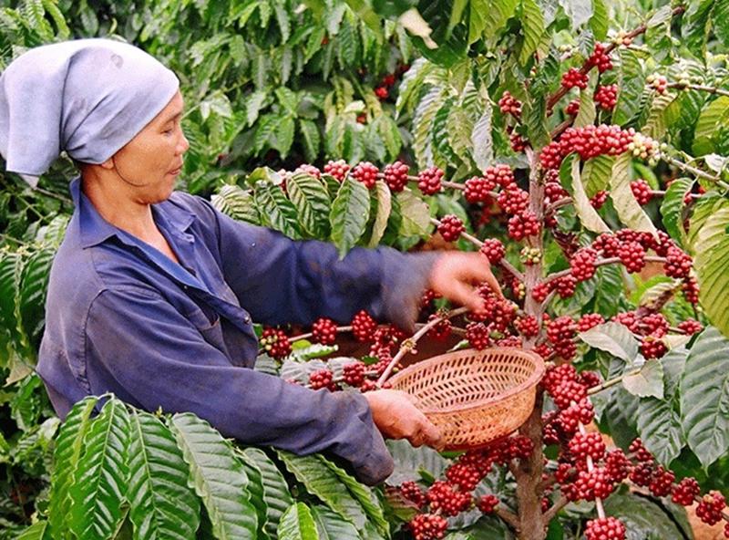 5 tháng đầu năm 2024, xuất khẩu cà phê của Việt Nam đạt 2,9 tỷ USD.