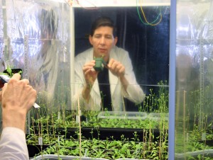 Dr. Scott Finlayson, Texas A&M AgriLife Research scientist, examines plants in the red and far-red light study. (Texas A&M AgriLIfe Research photo)