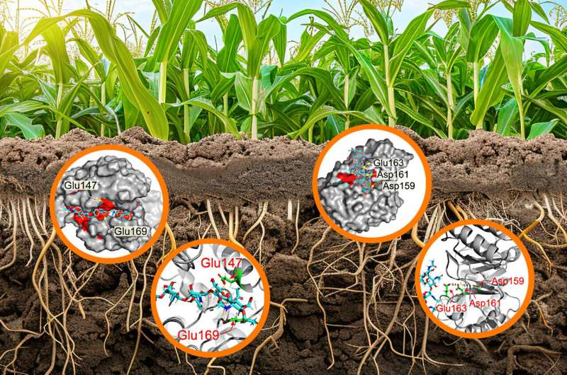 Description: New understanding of a common plant enzyme could lead to better crop management
