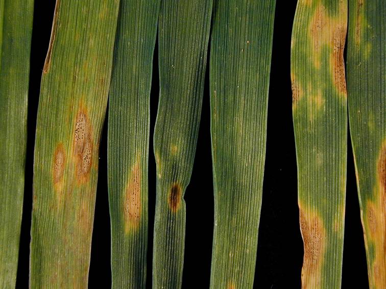 Description: Septoria triciti - credit Rothamsted Research