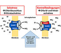 Model of chloride avoidance on salt-affected soils (Graphic: Dietmar Geiger)