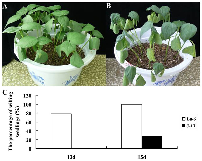 Description: Assay of drought resistance of the two cotton cultivars. (A) Seedlings... |  Download Scientific Diagram