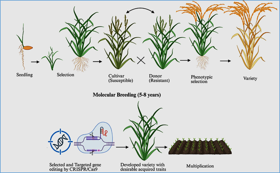 Crispr Rice CRISPR/Cas9 Genome Editing in Rice (Oryza sativa L.) for Multi-Stress ...