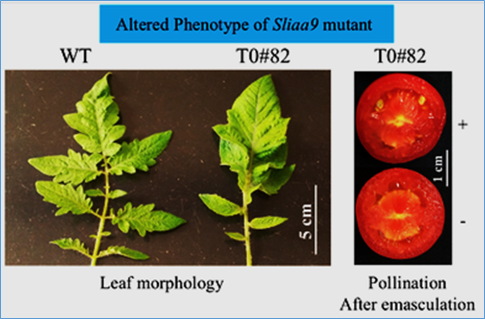 Enhancement of parthenocarpy and fruit set through genome editing in ...