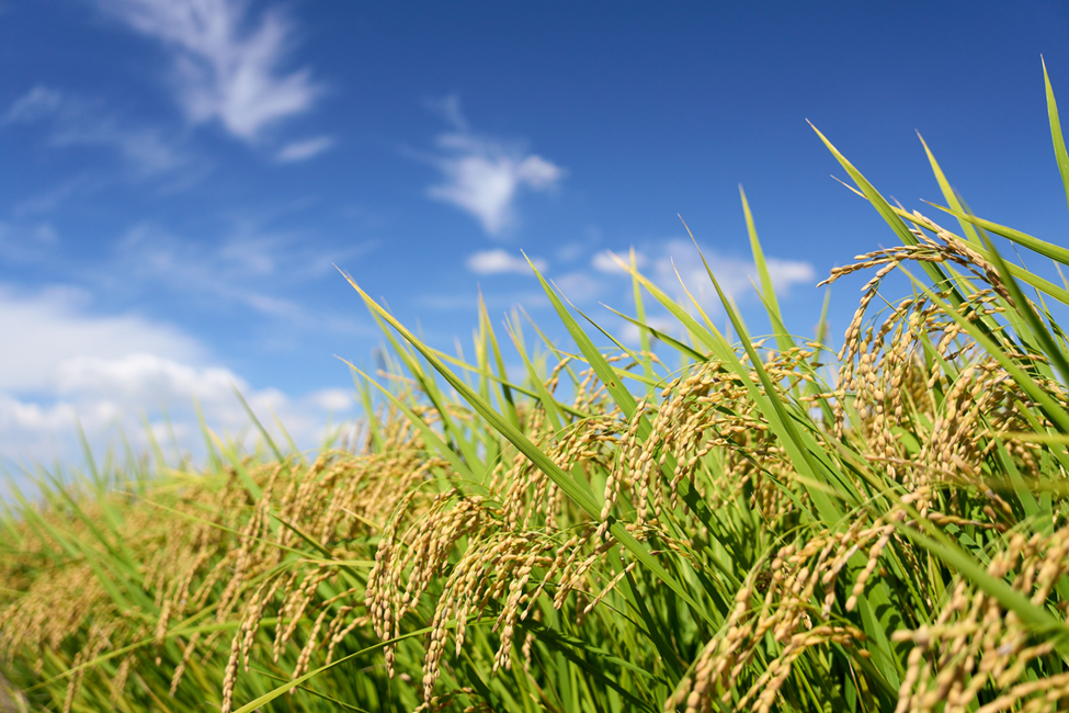 Intergrow Rice IRRI Unveils New Whole-Grain ‘Super Rice' to Combat Climate Change and ...