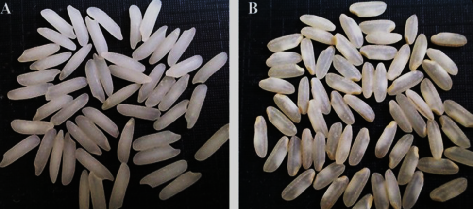 Transcriptomics In Rice Metabolomics and transcriptomics analyses reveal quality differences in ...
