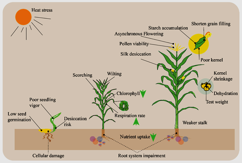 ZmHSFA2d positively regulates maize seedling heat and drought tolerance ...