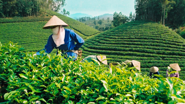 Cần liên kết nông dân trồng chè gắn với chế biến và tiêu thụ sản phẩm.  