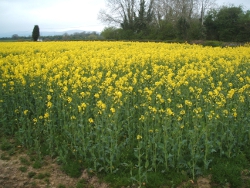 Image result for Oilseed Rape