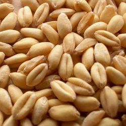 Image result for wheat seeds