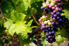 http://www.isaaa.org/kc/cropbiotechupdate/files/images/2016-12-07-GeneticallyEditedGrapevine.jpg