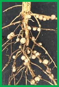 Description: Káº¿t quáº£ hÃ¬nh áº£nh cho soybean nodule