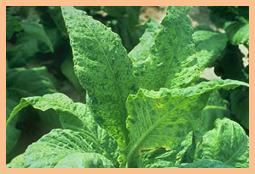 Description: Káº¿t quáº£ hÃ¬nh áº£nh cho mosaic virus in tobacco