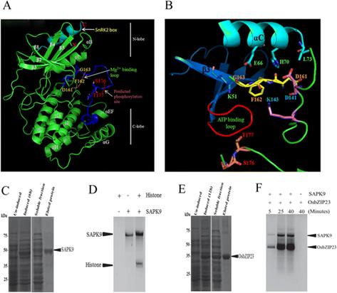 https://static-content.springer.com/image/art%3A10.1186%2Fs12870-016-0845-x/MediaObjects/12870_2016_845_Fig3_HTML.gif
