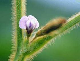 Image result for soybean flower