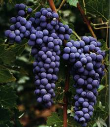 Image result for cabernet sauvignon