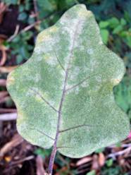 Kết quả hình ảnh cho powdery mildew eggplant