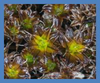 Description: https://upload.wikimedia.org/wikipedia/commons/f/f4/Syntrichia_caninervis_%28tortula_moss%29_%287065876713%29.jpg