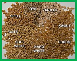 Description: Káº¿t quáº£ hÃ¬nh áº£nh cho durum wheat