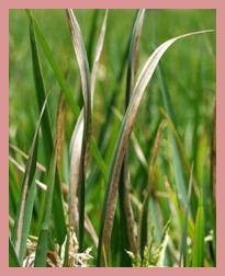 Description: Káº¿t quáº£ hÃ¬nh áº£nh cho rice bacterial blight