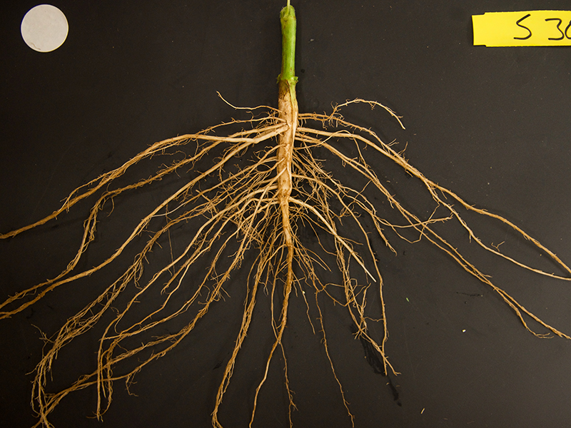 Description: soybean root