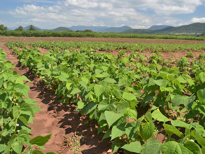 Description: bean field with mountainous background