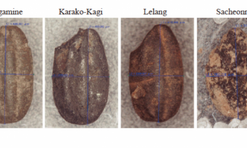 Every grain of rice: Ancient rice DNA data provides new view of domestication history