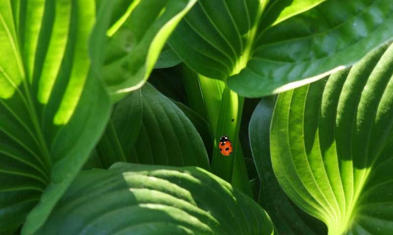 plant