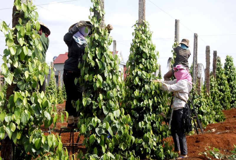 Sau khi Hoa Kỳ công bố chính sách thuế đối ứng, hồ tiêu Việt Nam đang phải đối mặt với áp lực cạnh tranh ngày càng lớn.