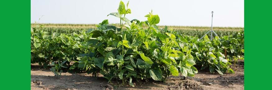 Fickle sunshine slows down Rubisco and limits photosynthetic productivity of crops