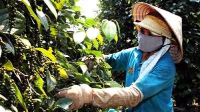 Xuất khẩu tiêu vẫn chưa hết khó khăn.