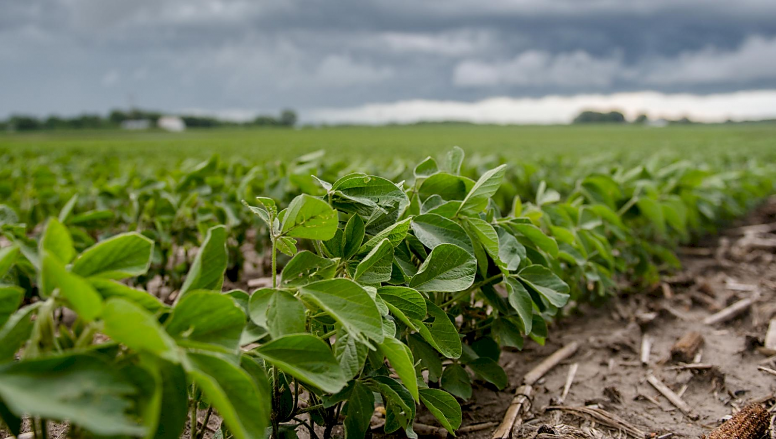 Photo: ©FAO/Luc Genot