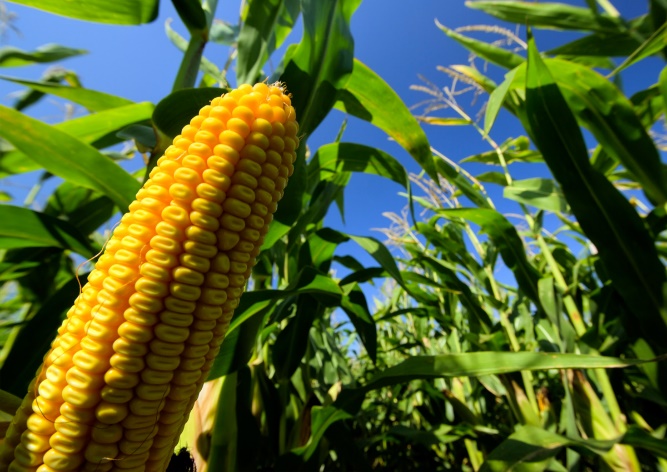 Photo: ©FAO/Luc Genot