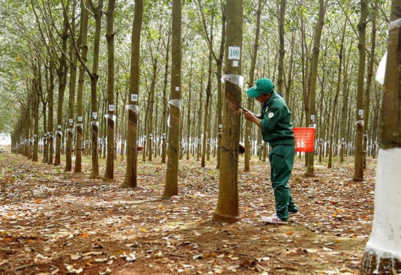 Giá cao su xuất khẩu đang đi xuống.